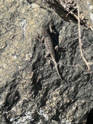 iNaturalist observation photo of Common Sagebrush Lizard