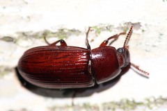 Uloma culinaris