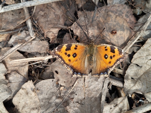 Scarce Tortoiseshell, Mytishchinskiy rayon, Moskva, Russia, photo 8 of 10