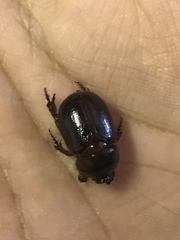 Temnorhynchus retusus