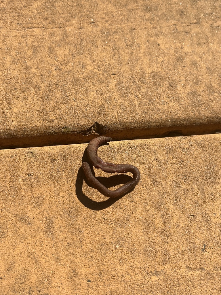 Wisconsin Earthworm Earthworms from Baraboo, WI, US on April 12, 2024 at 10:53 AM by ...