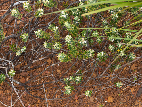Styphelia longistylis observed 2023-10-02
