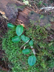 Platanthera brevicalcarata