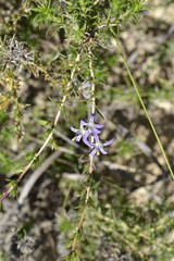 Wahlenbergia subulata