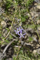 Wahlenbergia subulata