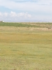 Vanellus resplendens