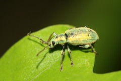 Phyllobius argentatus