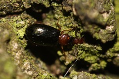 Salpingus ruficollis