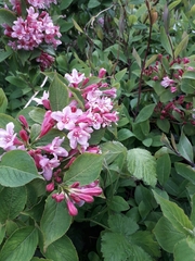 Weigela