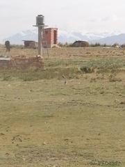 Vanellus resplendens