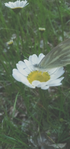 False Cabbage White