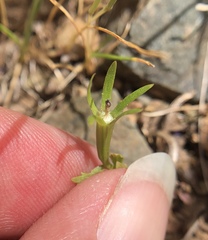 Githopsis specularioides