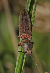 Gambrinus griseus