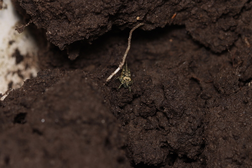 Cepero's Groundhopper, Anna Paulowna, Nederland, photo 8 of 10