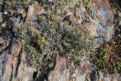 Helichrysum intermedium