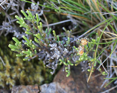 Helichrysum intermedium