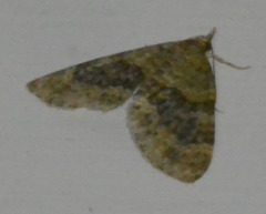 Acasis viretata