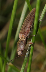 Gambrinus griseus