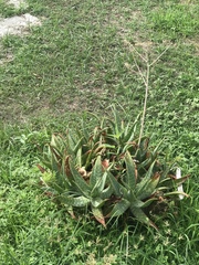 Aloe vera