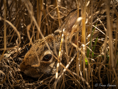 Eastern Cottontail photographed in Indiana