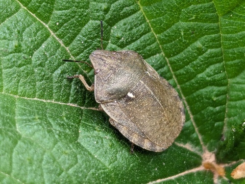 Eurygaster austriaca