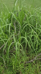Poaceae