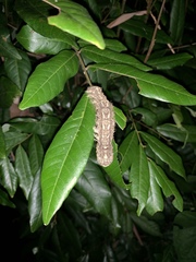 Lebeda nobilis