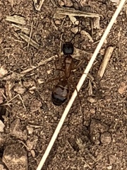 Camponotus semitestaceus