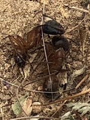 Camponotus semitestaceus