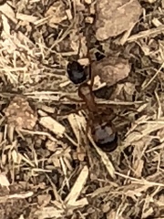 Camponotus semitestaceus