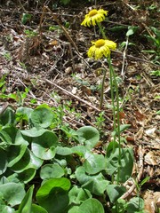 Doronicum columnae