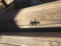 Mediodactylus kotschyi