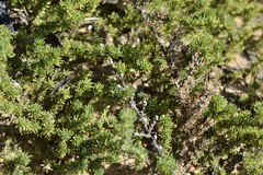 Aspalathus juniperina juniperina