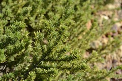 Aspalathus juniperina juniperina