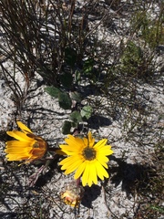 Arctotis angustifolia