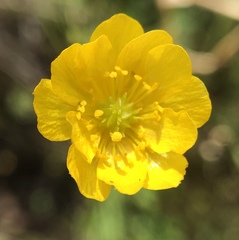 Ranunculus canus