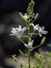 Ornithogalum narbonense