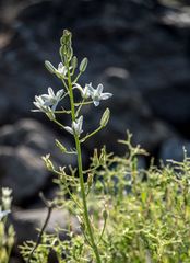 Ornithogalum narbonense