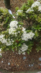 Ixora