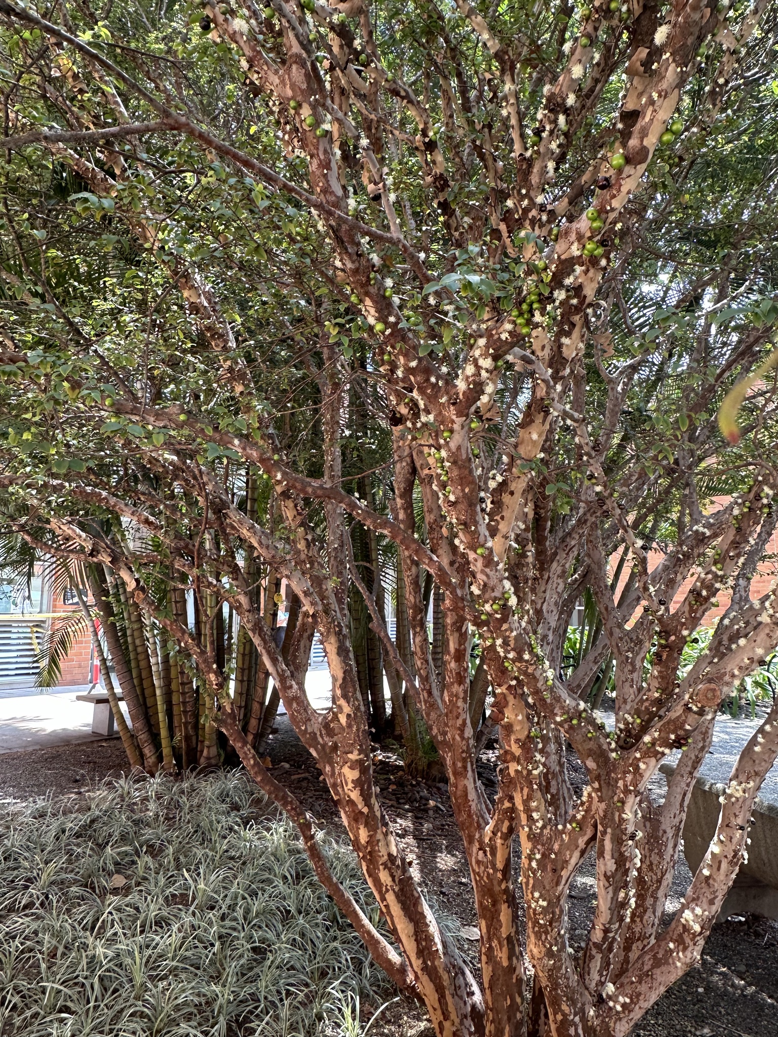 Imagem de Jabuticaba-paulista