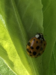 Harmonia axyridis