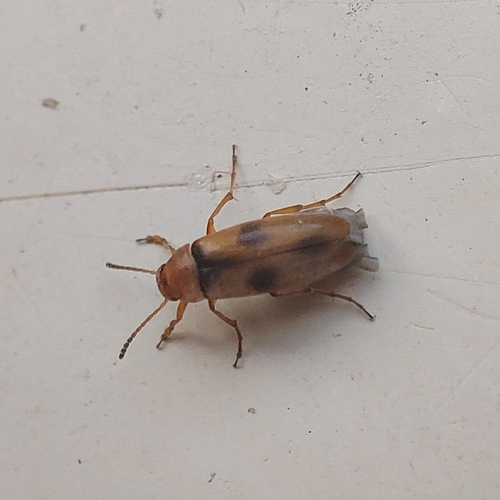 Anaspis maculata, 9717 BB Groningen, Netherlands, photo 7 of 10