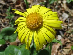 Doronicum columnae
