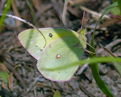 Colias philodice eriphyle