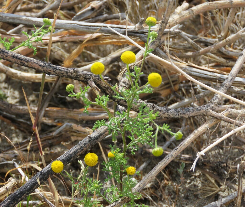 stinknet from Whitewater, CA 92282, USA on April 5, 2024 at 08:54 AM by ...