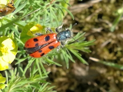 Trichodes octopunctatus