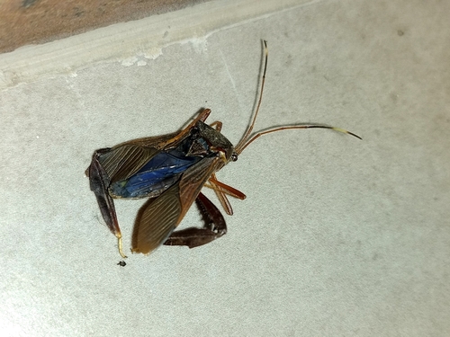 Spilopleura parensis