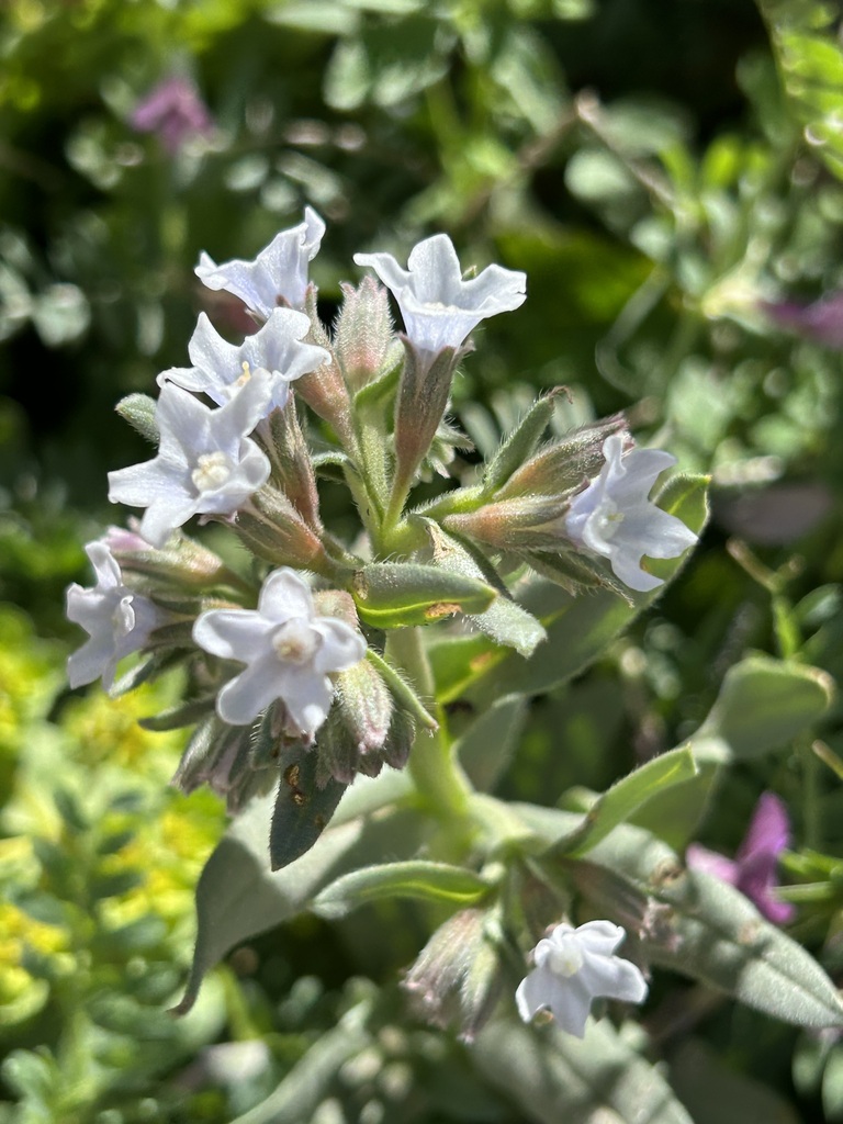 Anchusa atlantica