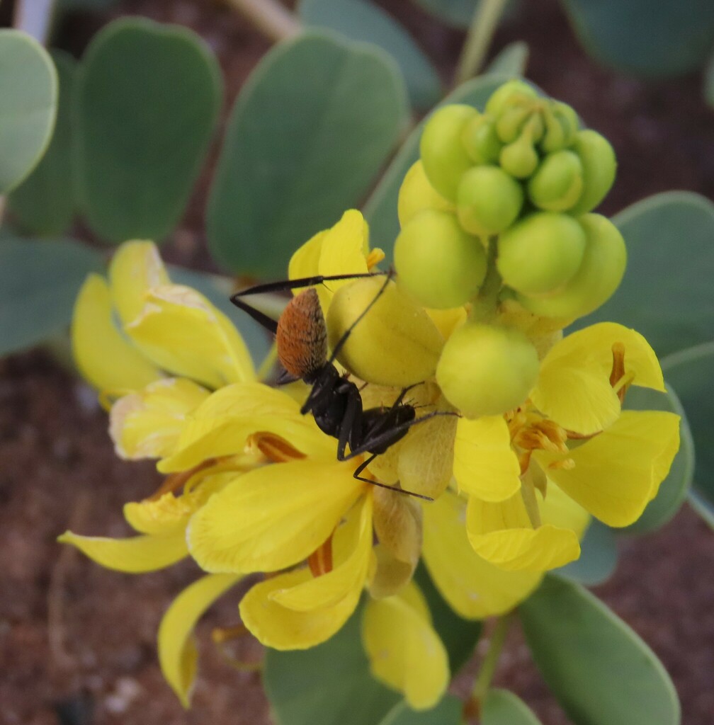 Karoo Balbyter Ant from Hardap Region, Namibia on March 29, 2024 at 03: ...