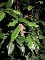 Lebeda nobilis